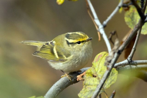 Кутова піна Кутова піна
